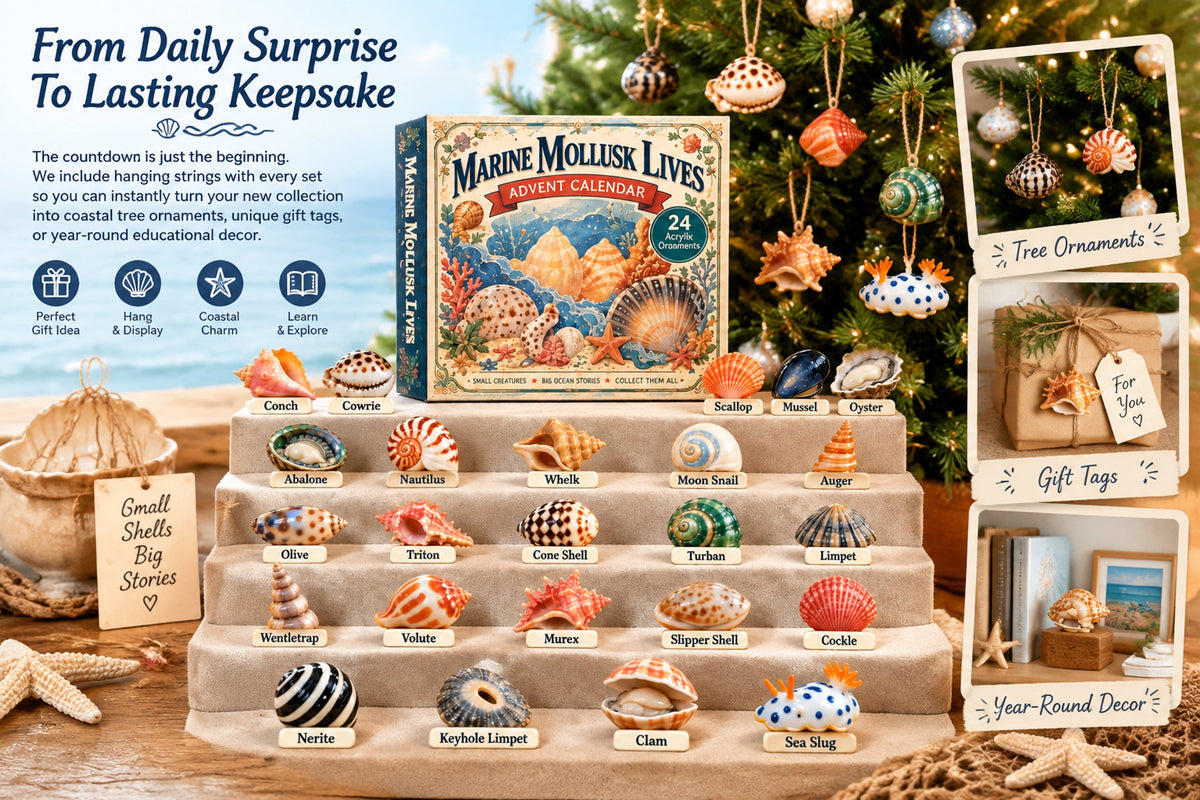 marine mollusk lives advent calendar 2026 landing 07